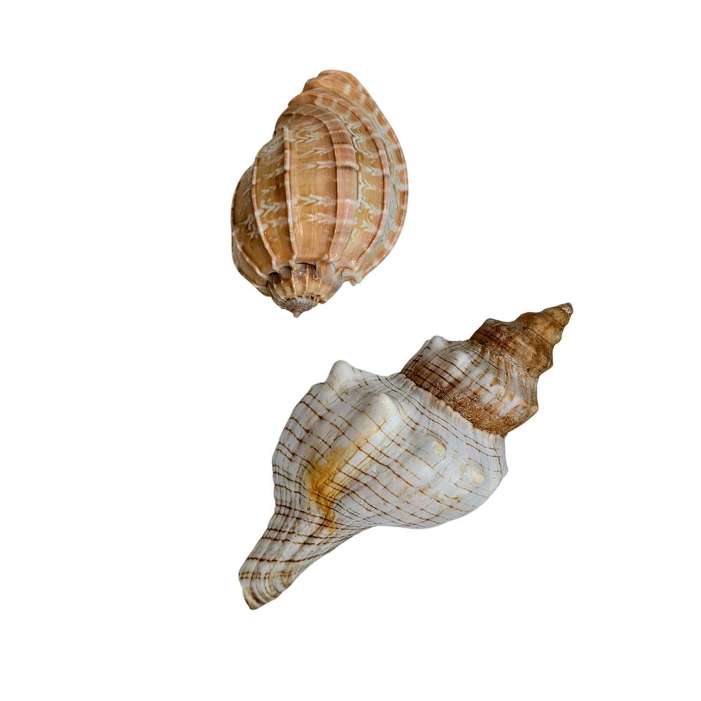 Fox & Harpa Davidis Sea Shell Coastal Decor